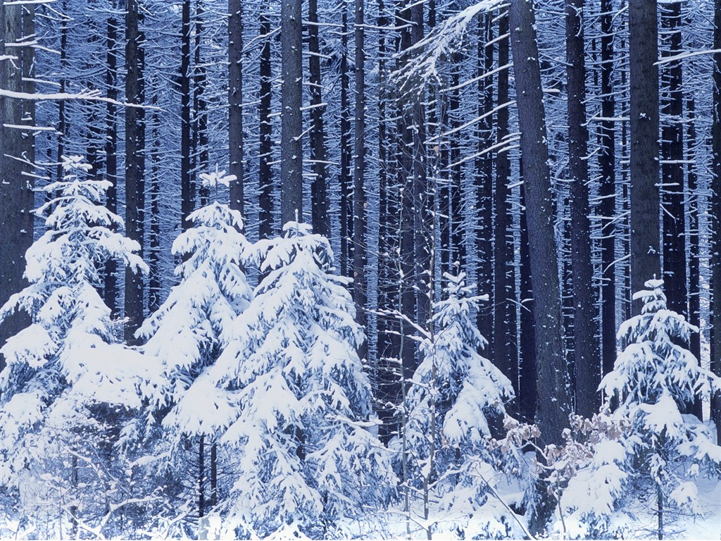 Nejlepší Tapety na plochu (2) #5 - 1024x768
