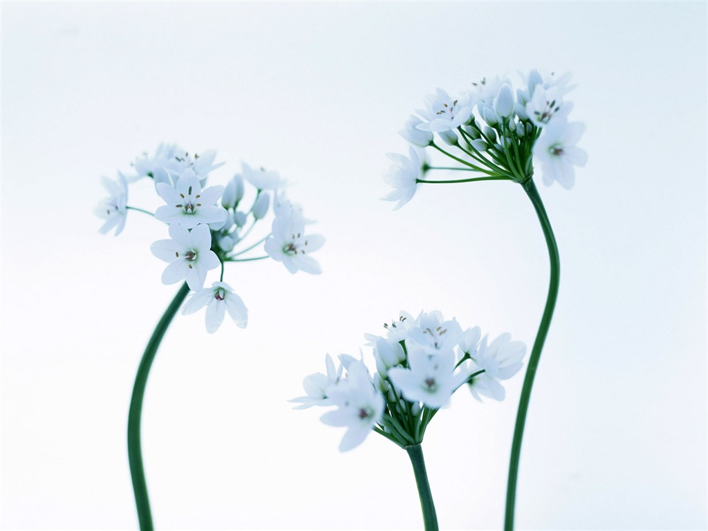 室中花精美壁紙 #31 - 1024x768