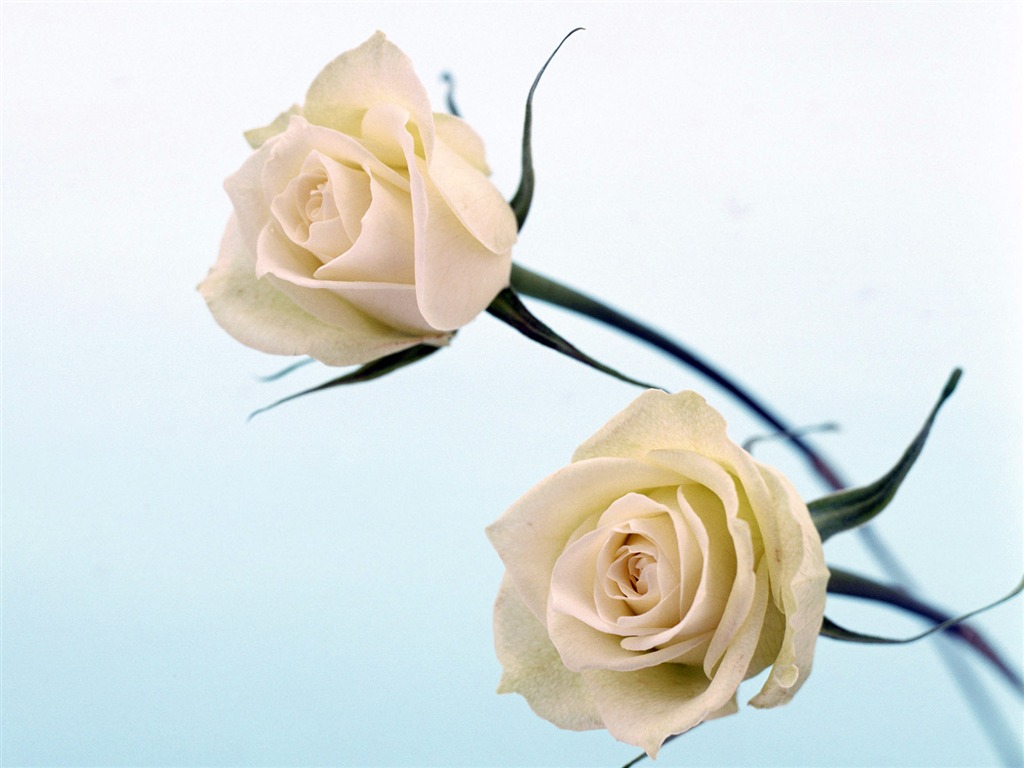 ルームサービス、絶妙な花の壁紙 #39 - 1024x768