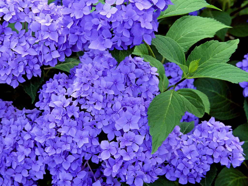 盛開鮮花 高清壁紙 #30 - 1024x768