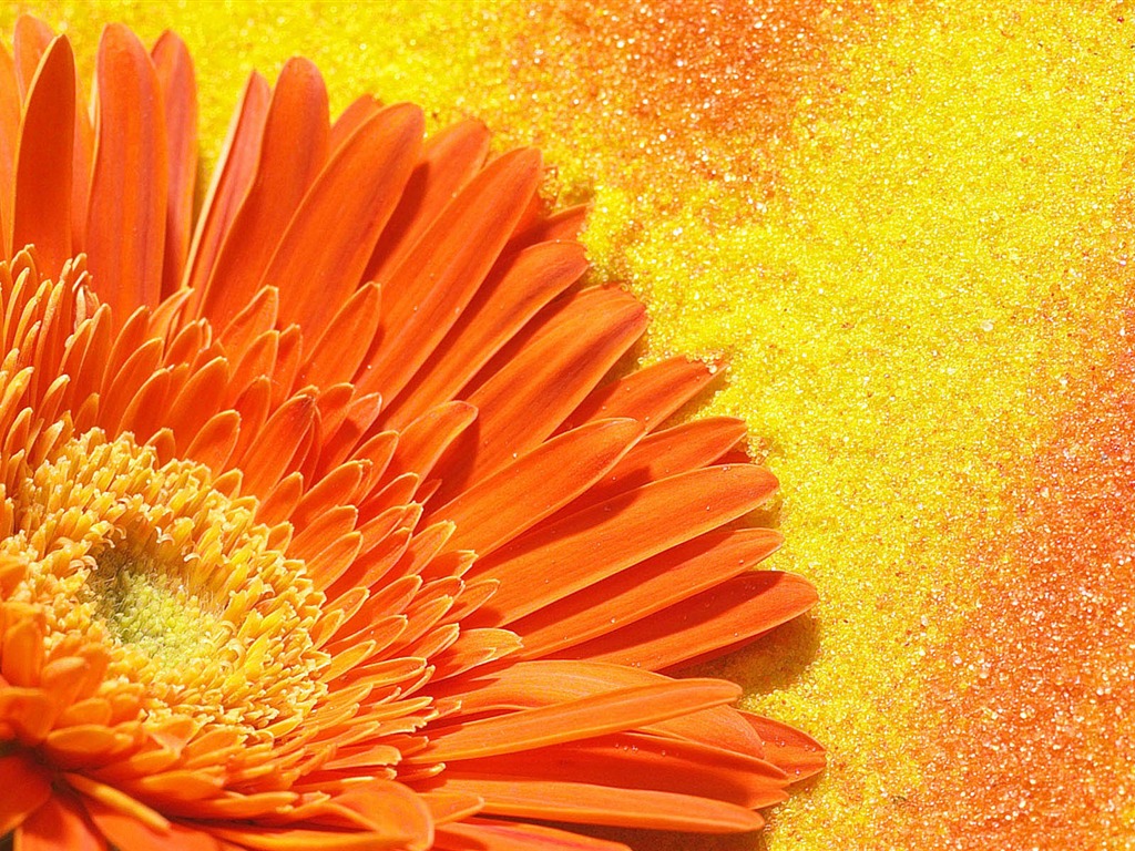 盛開鮮花 高清壁紙 #35 - 1024x768