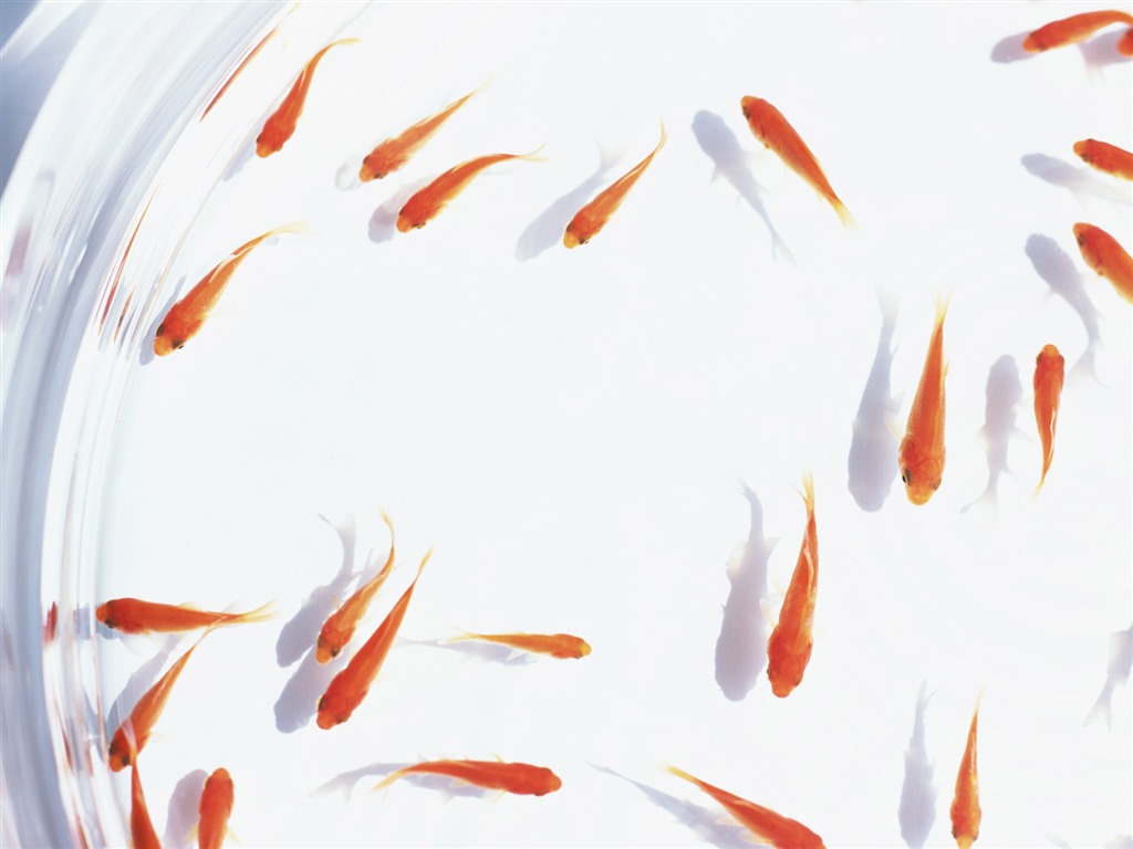 夏日清涼專輯壁紙 #18 - 1024x768
