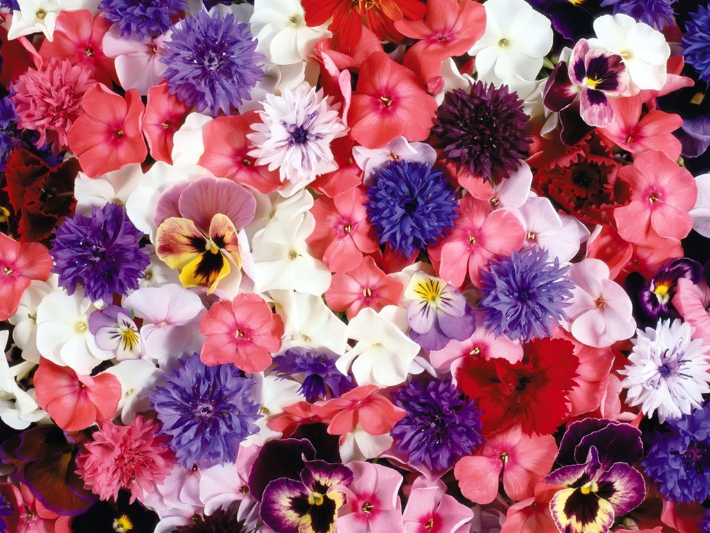 아름다운 꽃으로 배경 화면을 둘러싸 #1 - 1024x768