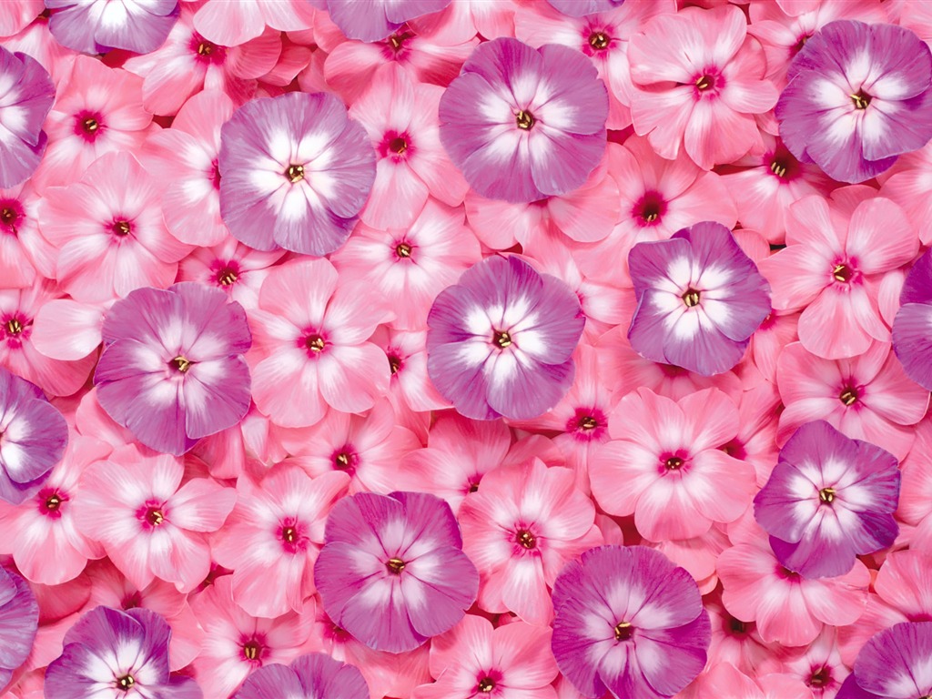 아름다운 꽃으로 배경 화면을 둘러싸 #5 - 1024x768