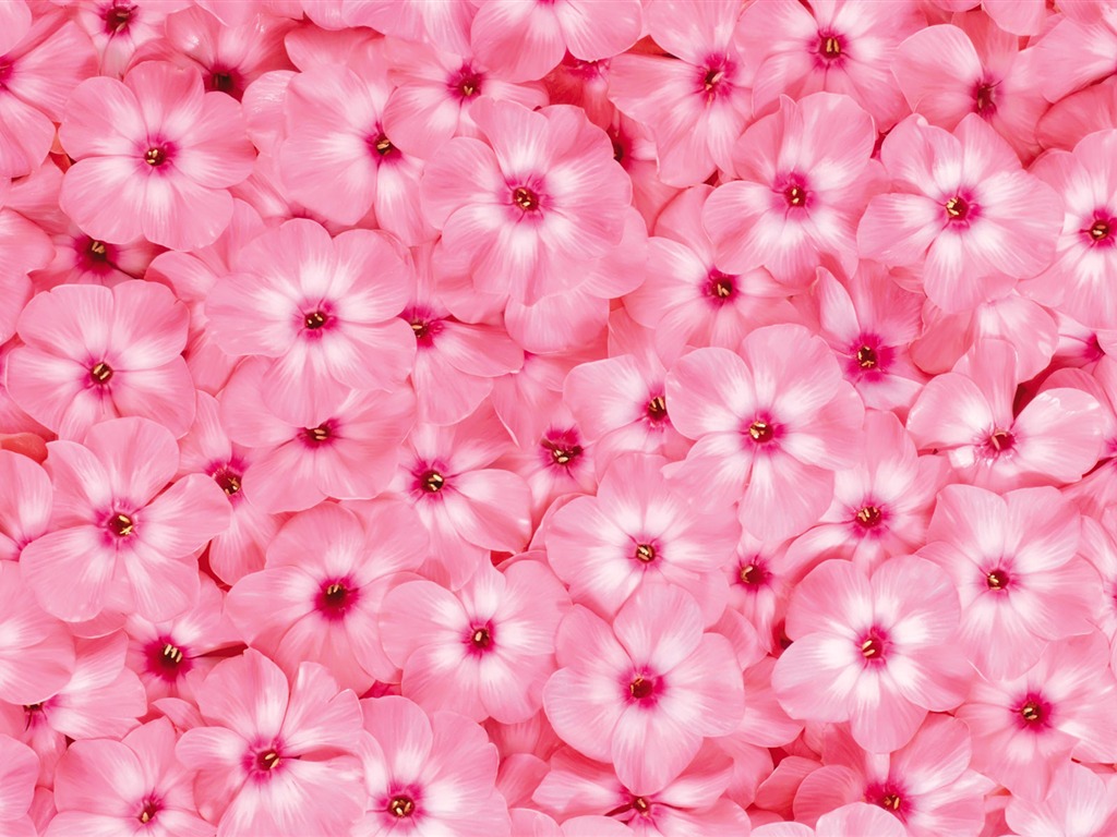 아름다운 꽃으로 배경 화면을 둘러싸 #14 - 1024x768