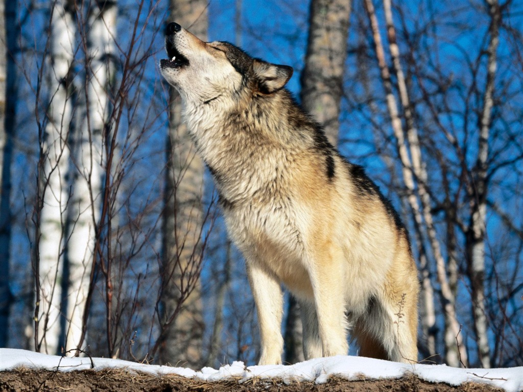Wonderful Animal World Wallpapers #4 - 1024x768