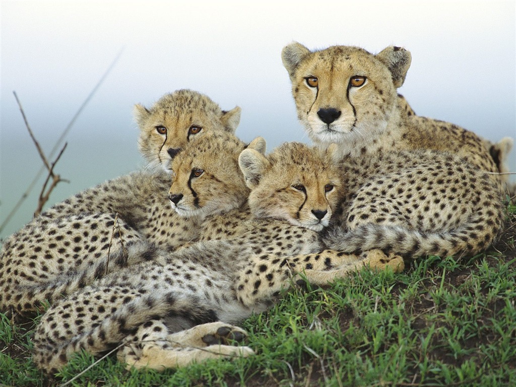 Wonderful Animal World Wallpapers #23 - 1024x768