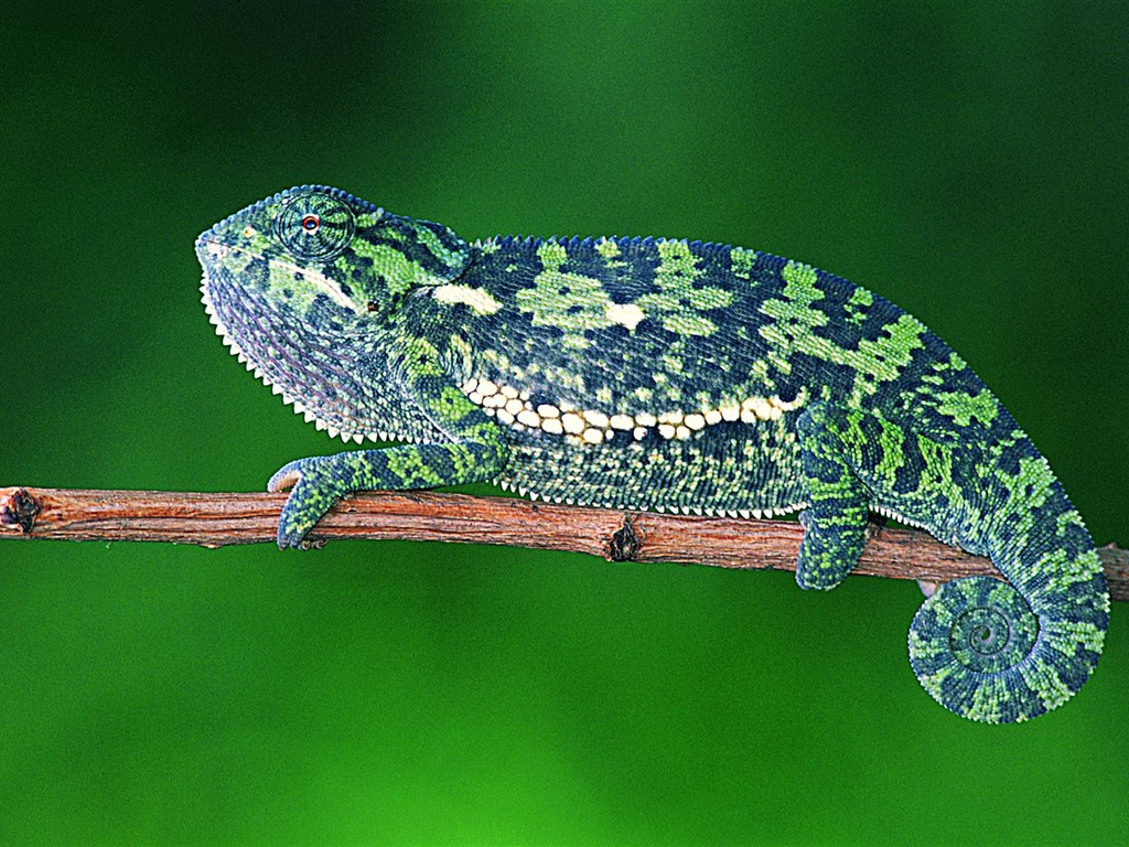 HD lizard wallpaper albums #5 - 1024x768