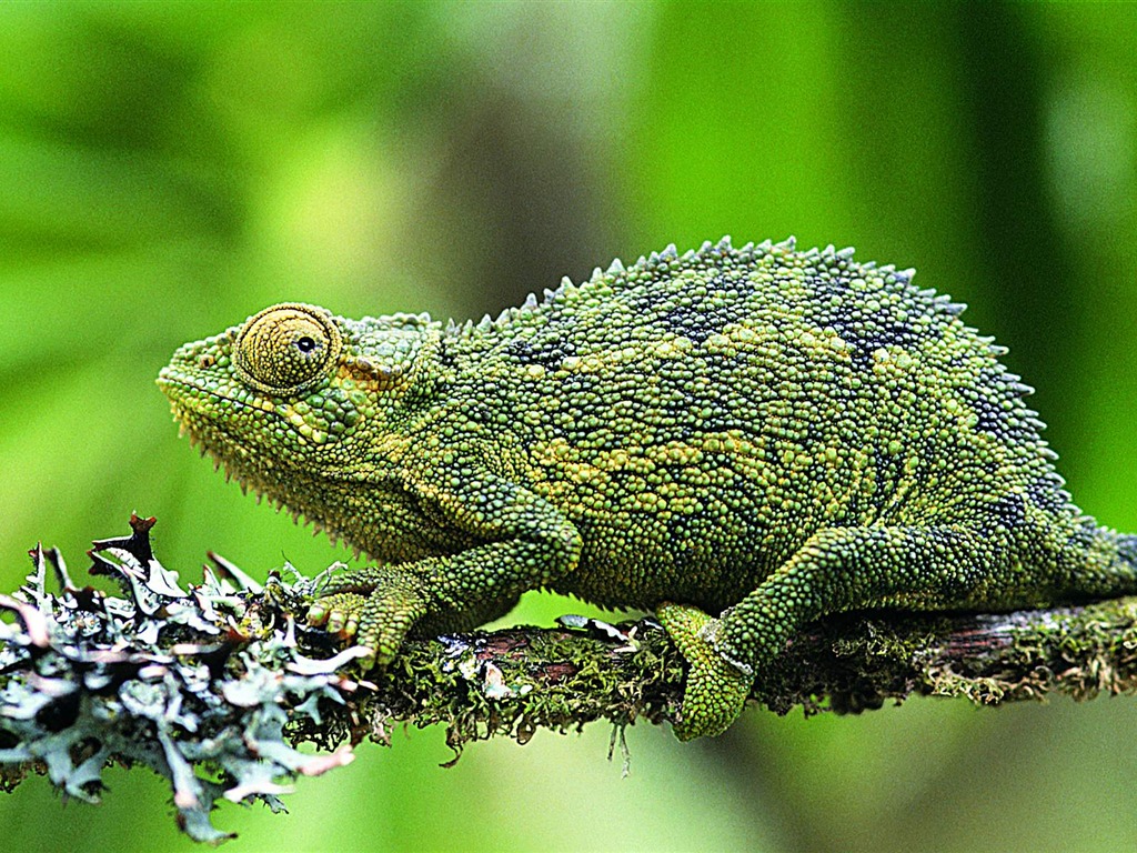 HD lizard wallpaper albums #6 - 1024x768