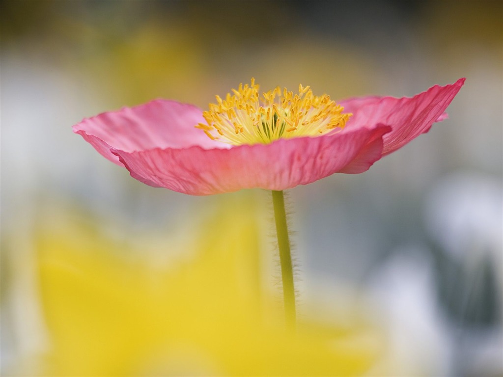 Flowers close-up (5) #2 - 1024x768