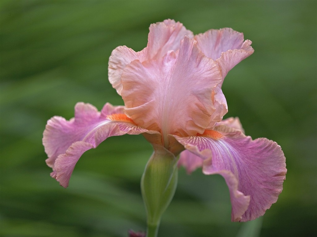 Flowers close-up (5) #7 - 1024x768