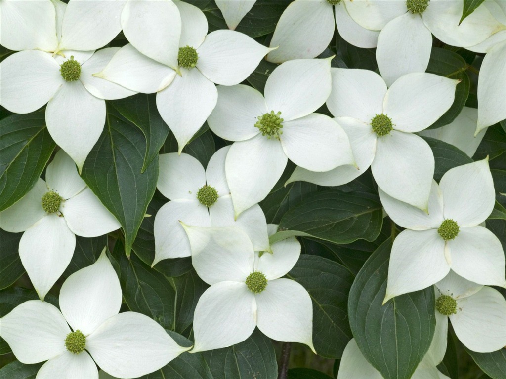 Flowers close-up (5) #12 - 1024x768