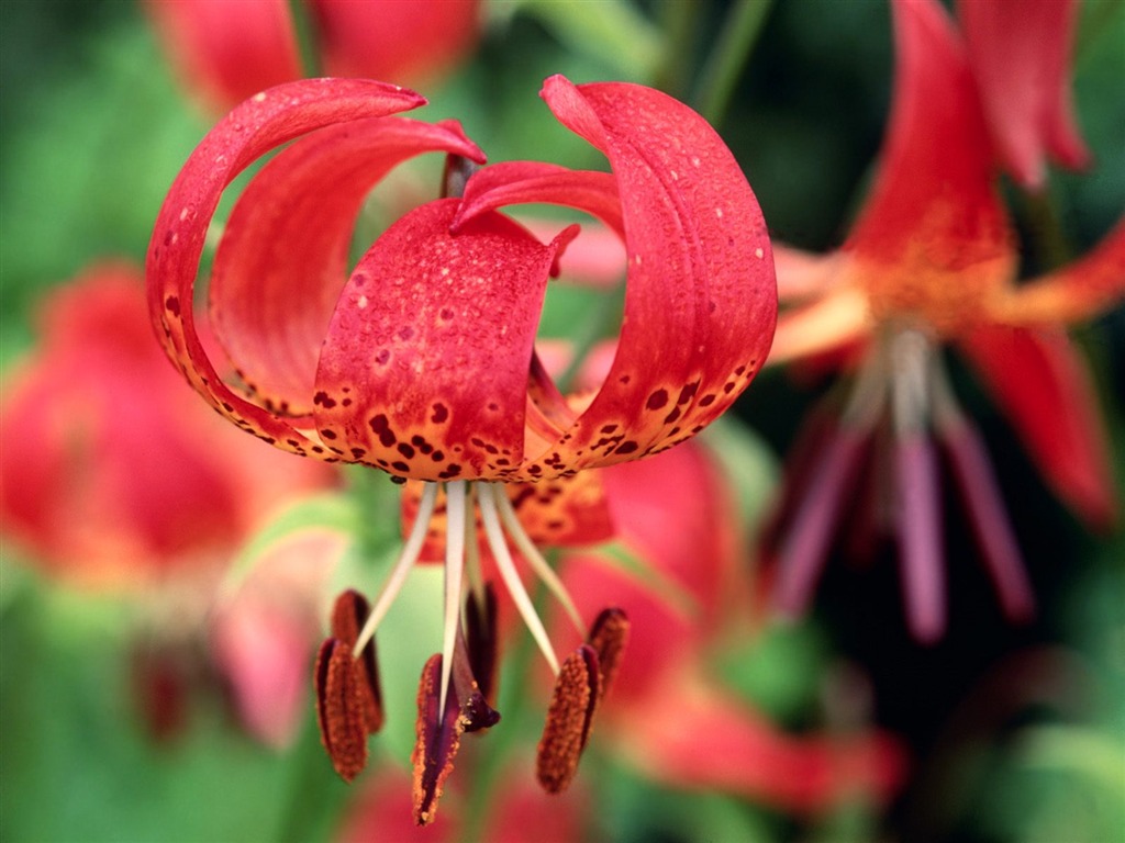 Flowers close-up (5) #15 - 1024x768