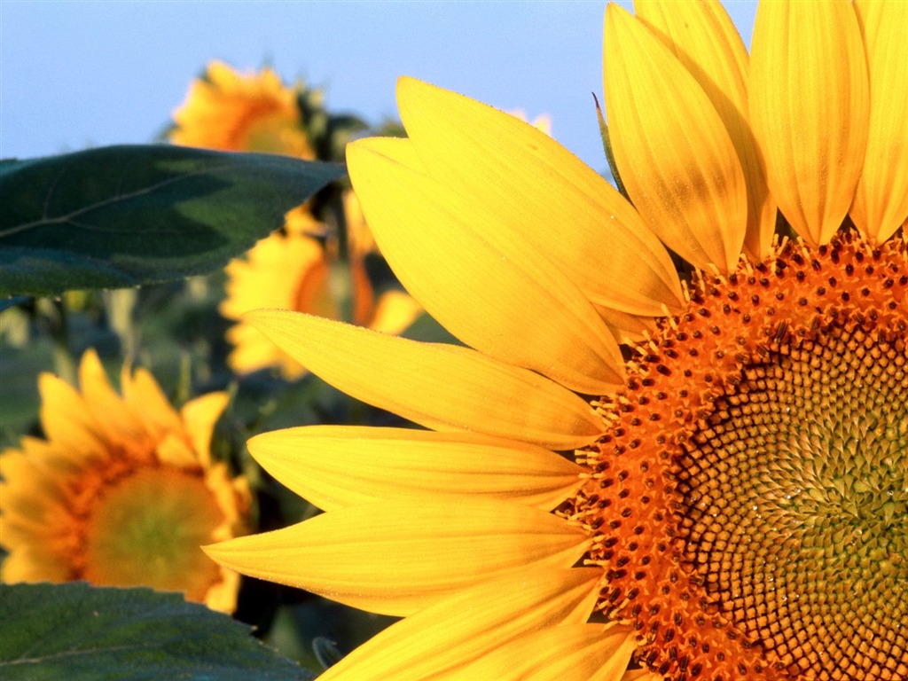 Flowers close-up (5) #20 - 1024x768