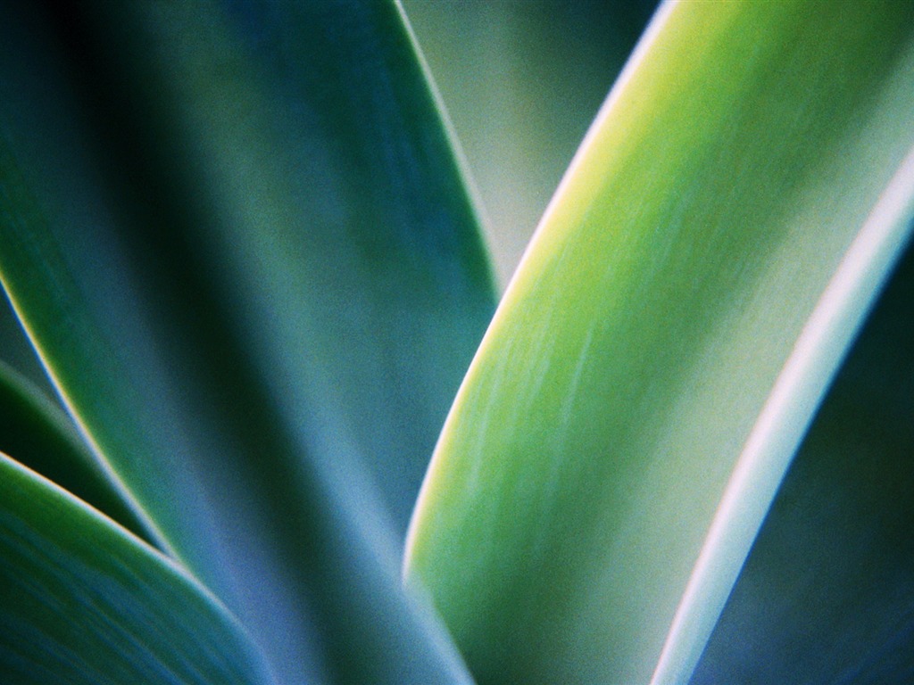 寬屏高清植物壁紙 #12 - 1024x768