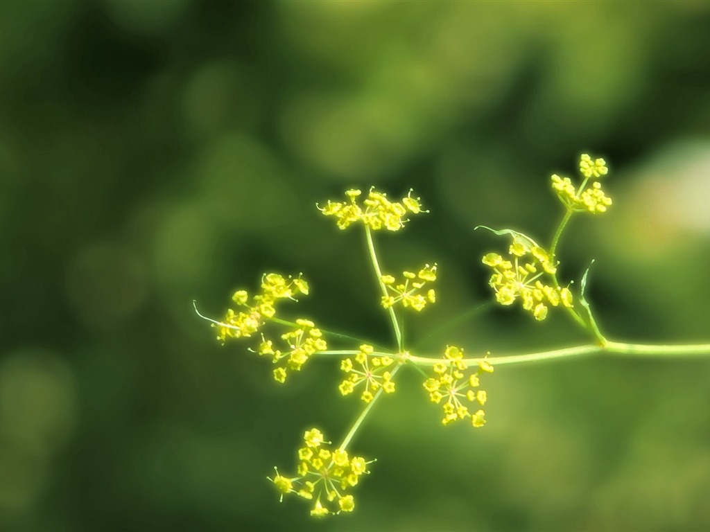 宽屏高清植物壁纸22 - 1024x768