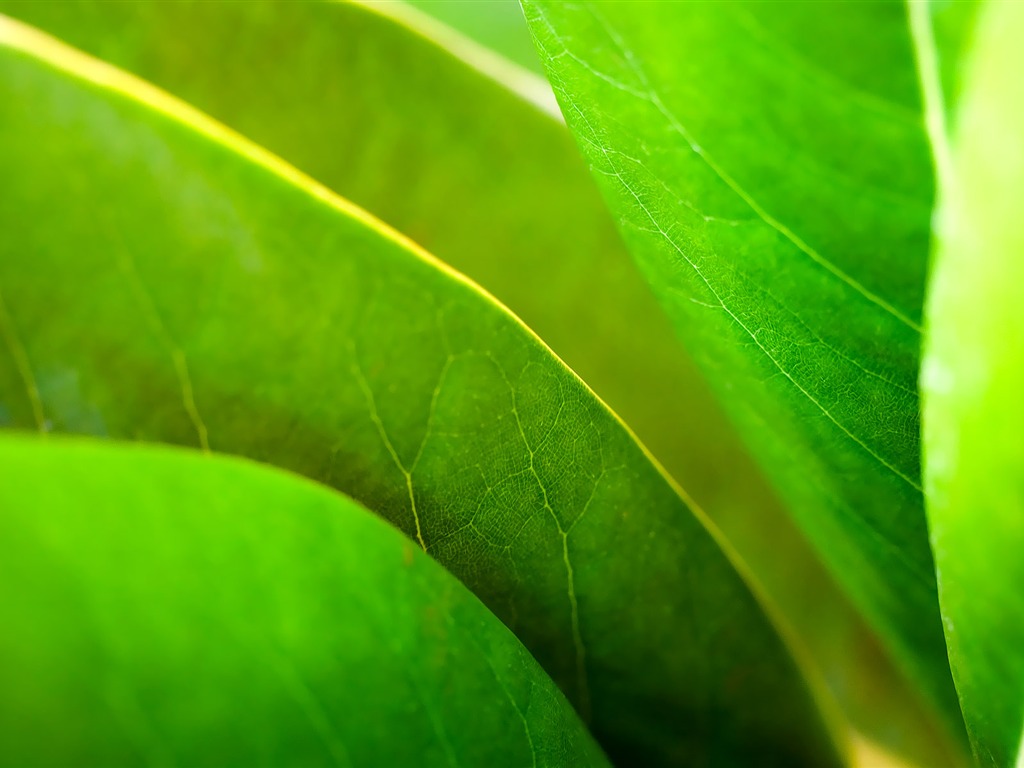寬屏高清植物壁紙 #34 - 1024x768