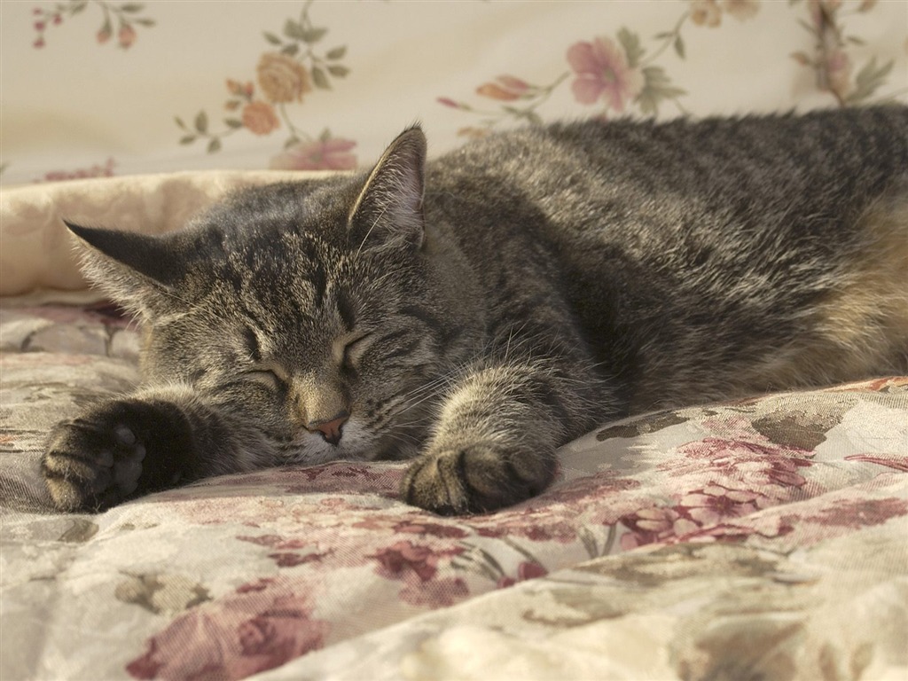 Webshots Animal Wallpapers (3) #3 - 1024x768