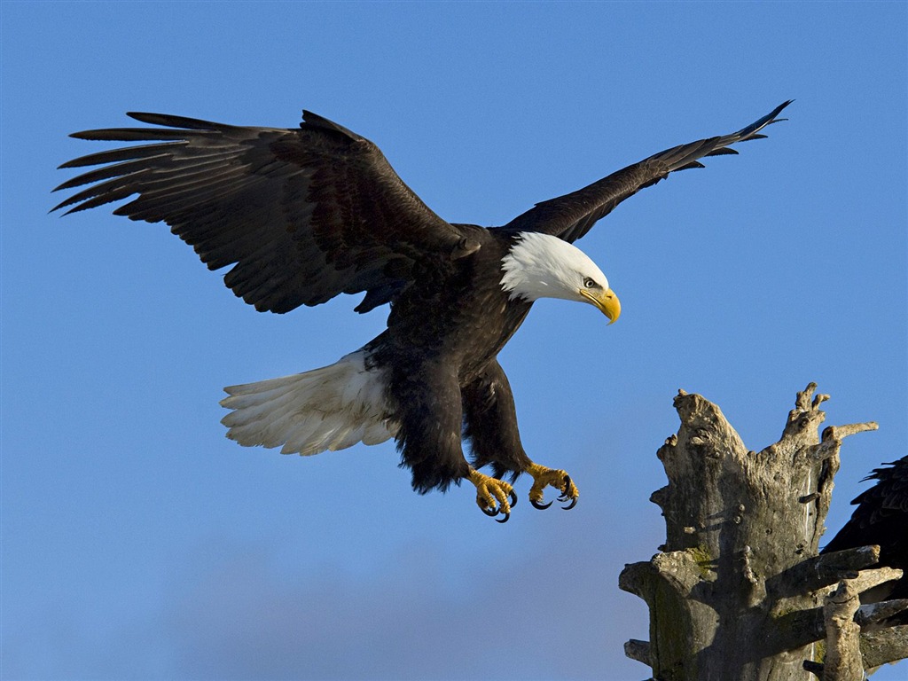 Webshots Animal Wallpapers (3) #5 - 1024x768