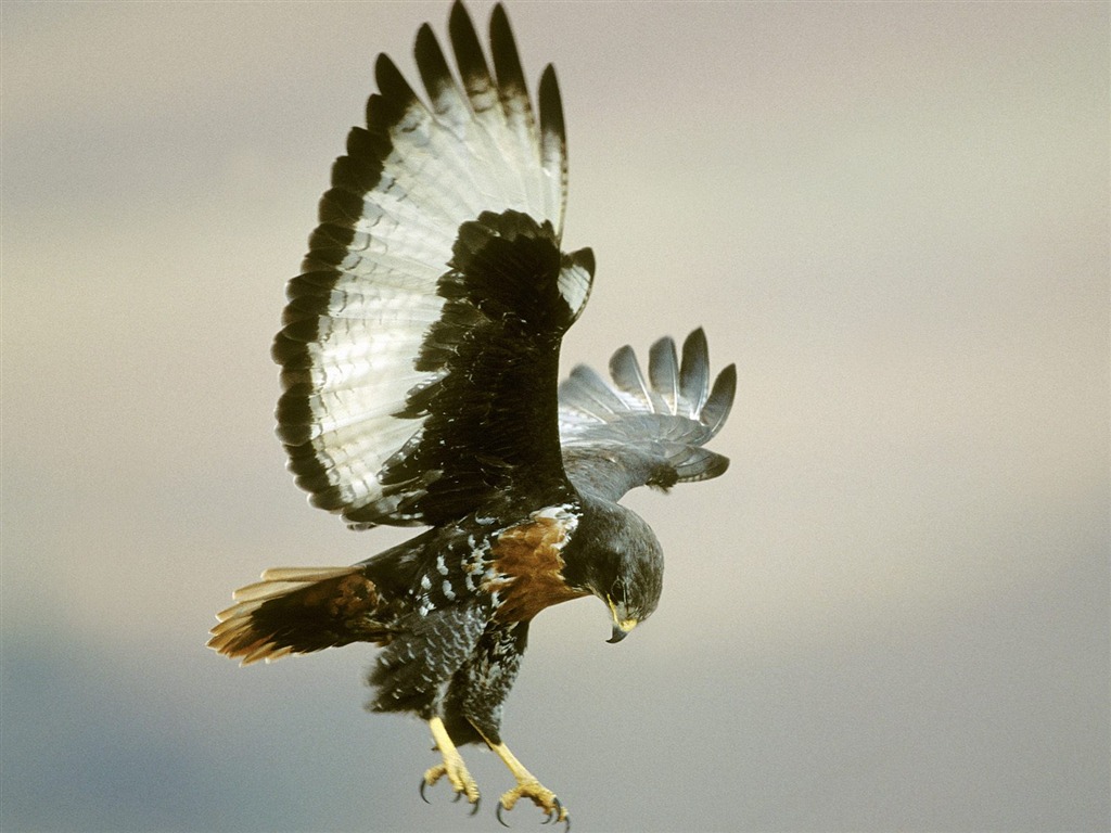 Webshots Animal Wallpapers (3) #6 - 1024x768