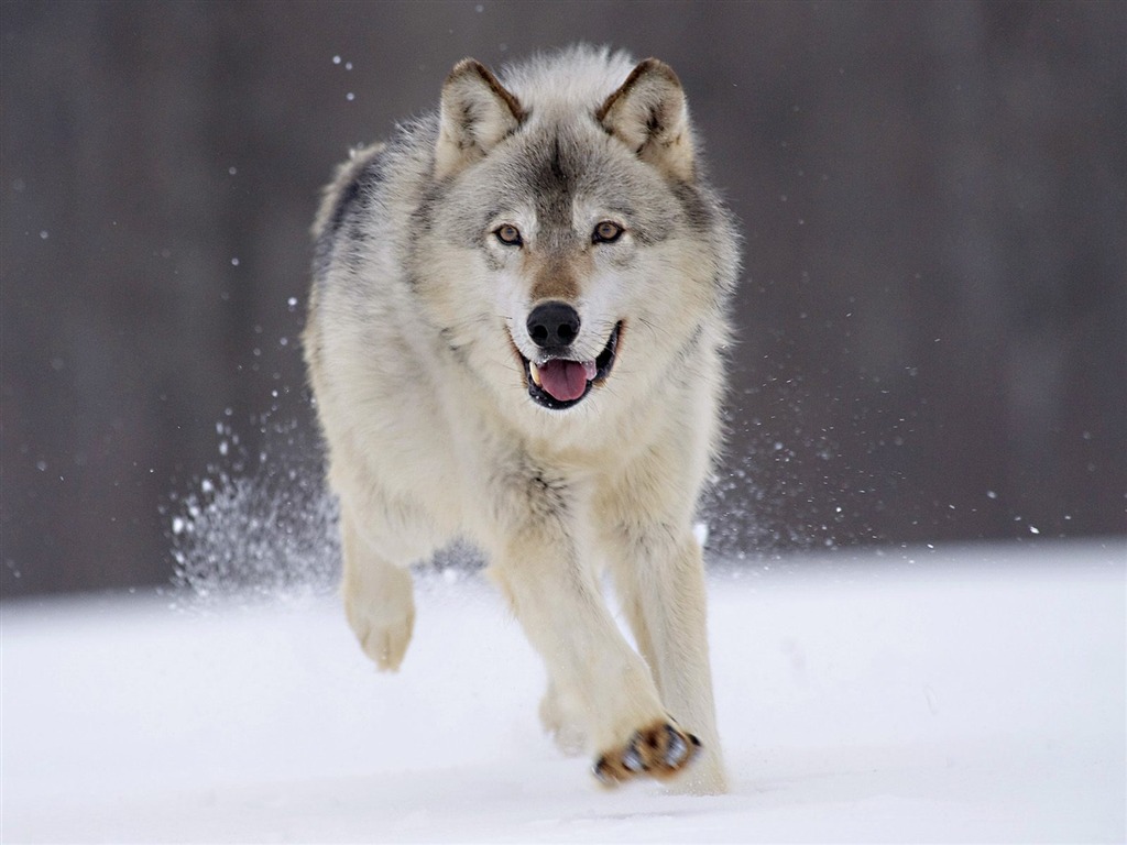 Webshots Animal Wallpapers (3) #8 - 1024x768