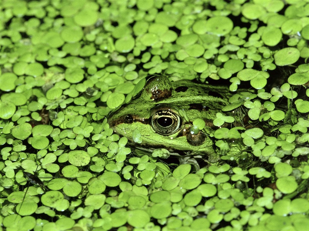 Webshots Animal Wallpapers (3) #9 - 1024x768