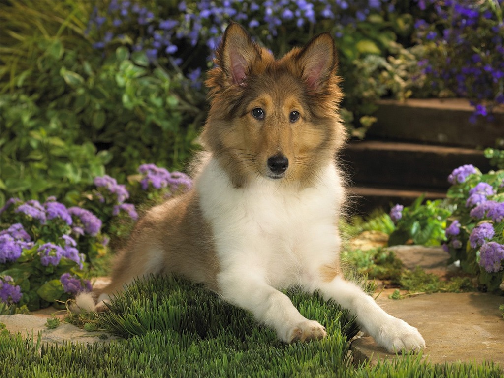 Webshots Animal Wallpapers (3) #10 - 1024x768