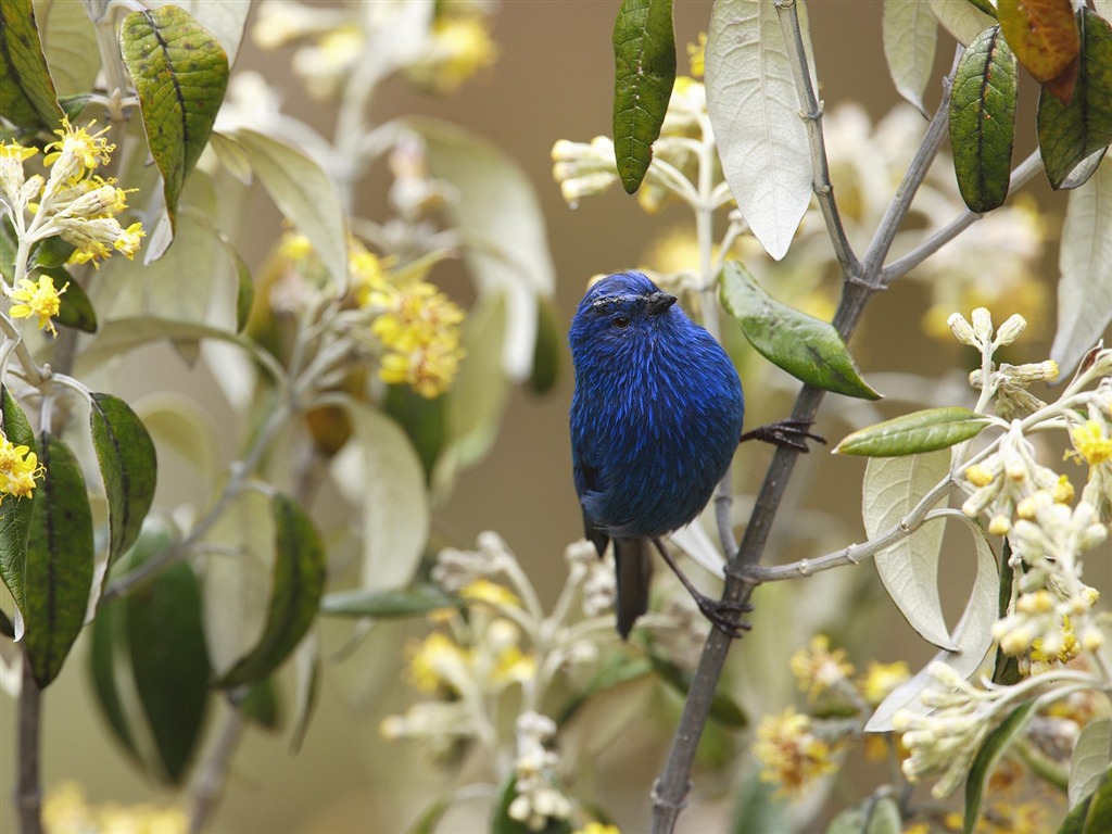 Webshots Animal Wallpapers (3) #11 - 1024x768