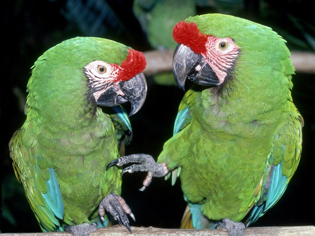 Webshots Animal Wallpapers (3) #12 - 1024x768
