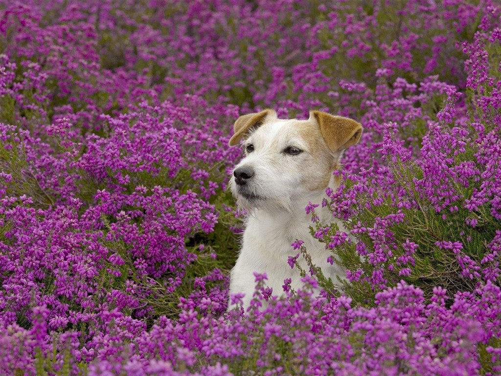 Webshots Animal Wallpapers (3) #14 - 1024x768