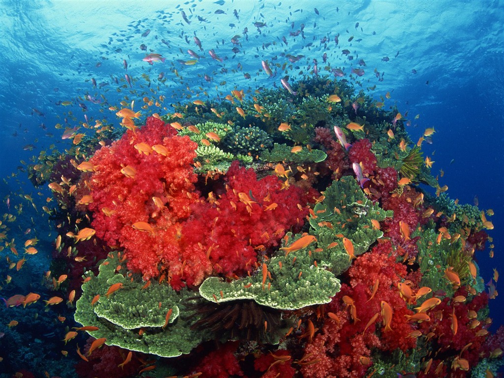 Webshots Animal Wallpapers (3) #15 - 1024x768