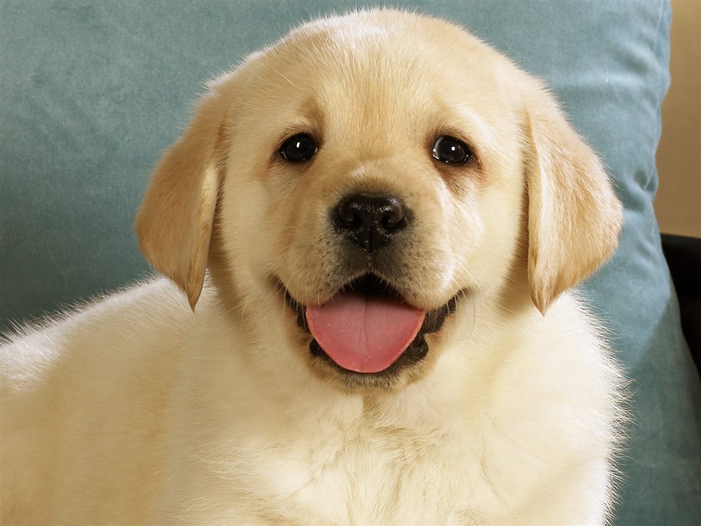 Webshots動物壁紙(三) #32 - 1024x768