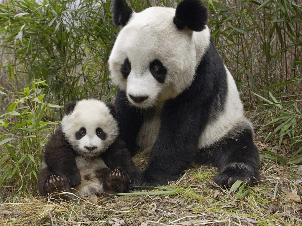 動物親情壁紙專輯(一) #6 - 1024x768