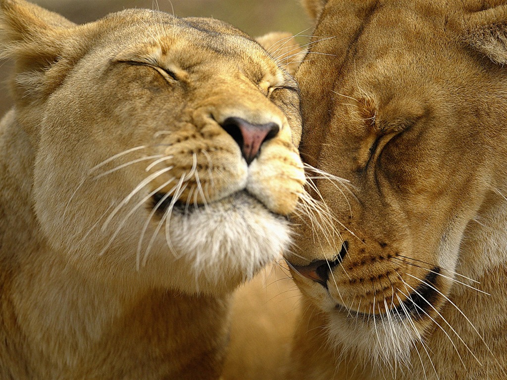 album Animal wallpaper affection (1) #19 - 1024x768