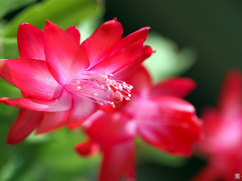 個人花卉攝影高清壁紙 #30 - 1024x768