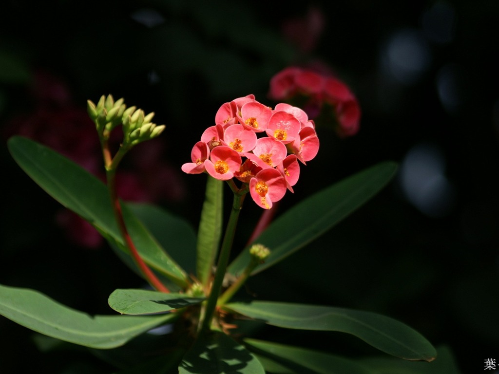 个人花卉摄影高清壁纸34 - 1024x768