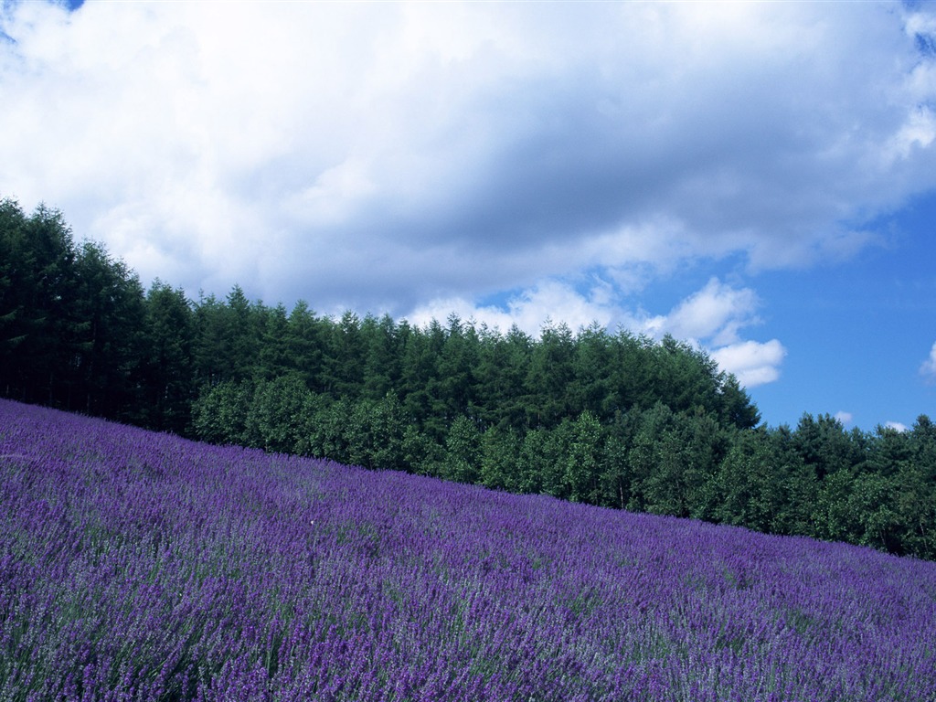 Blauer Himmel, weiße Wolken und Blumen Wallpaper #2 - 1024x768