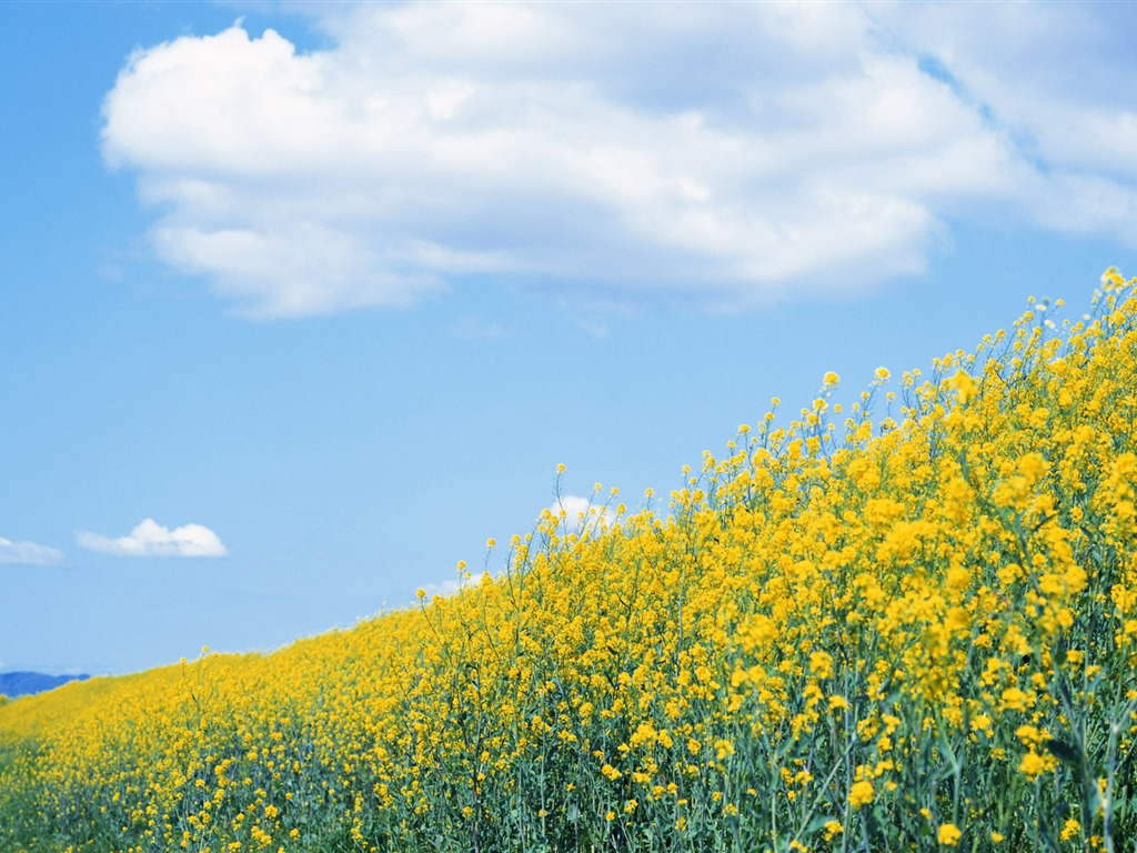 Blauer Himmel, weiße Wolken und Blumen Wallpaper #3 - 1024x768