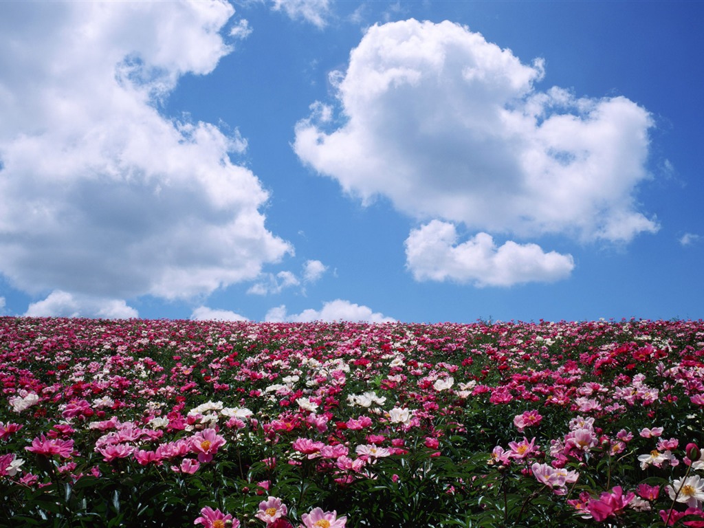 Blauer Himmel, weiße Wolken und Blumen Wallpaper #4 - 1024x768