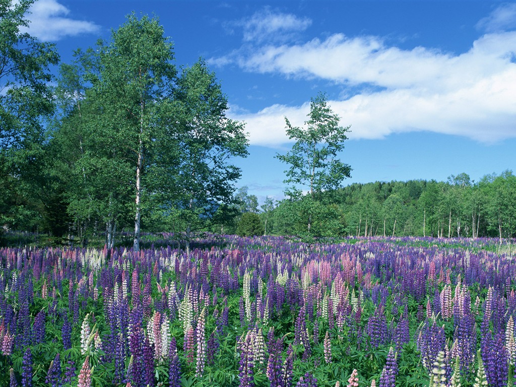 Blauer Himmel, weiße Wolken und Blumen Wallpaper #5 - 1024x768