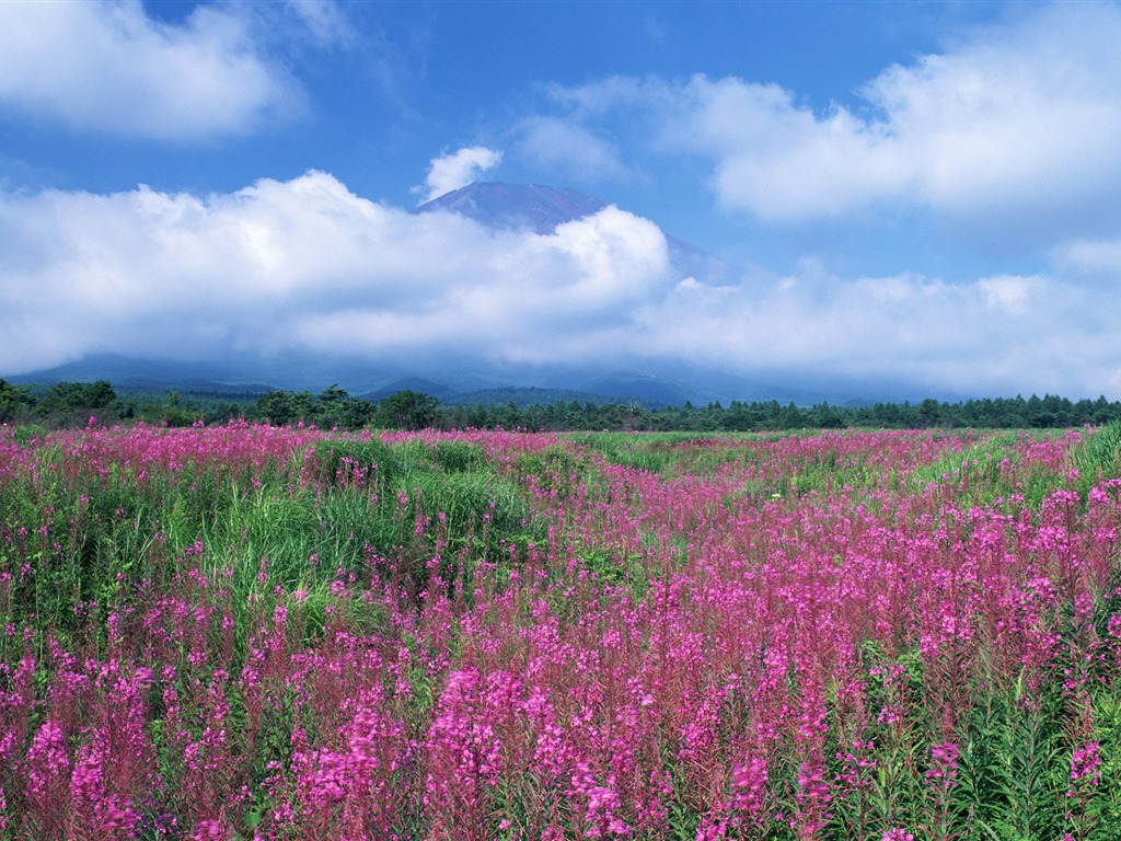 藍天白雲與鮮花壁紙 #6 - 1024x768