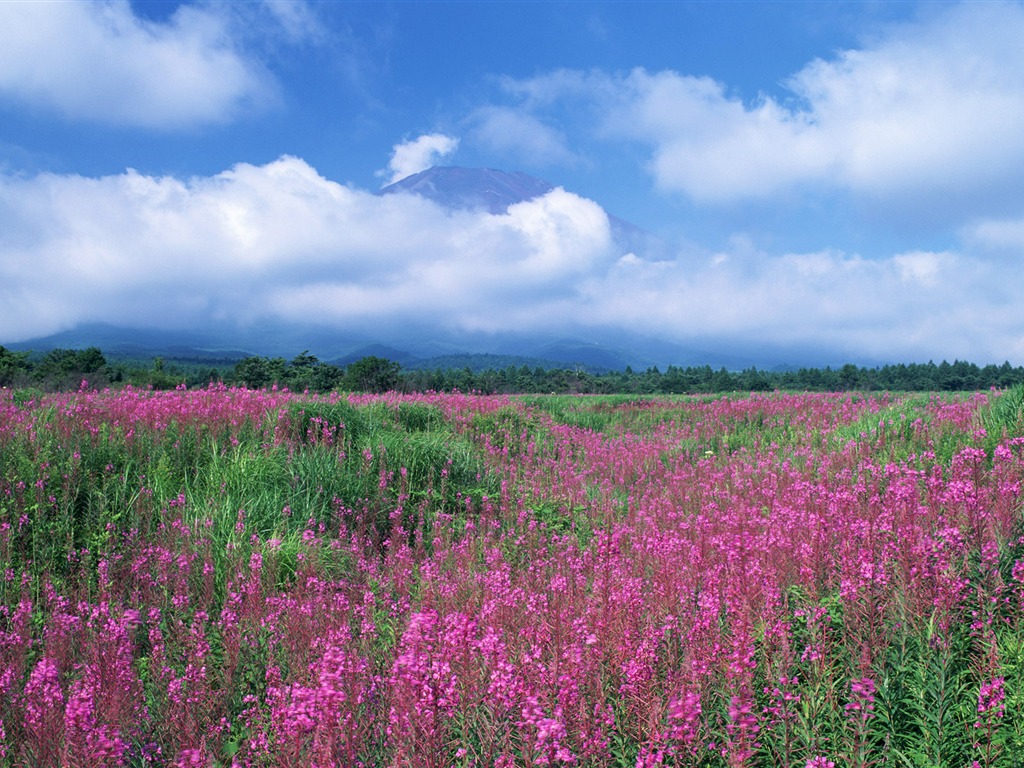 蓝天白云与鲜花壁纸6 - 1024x768