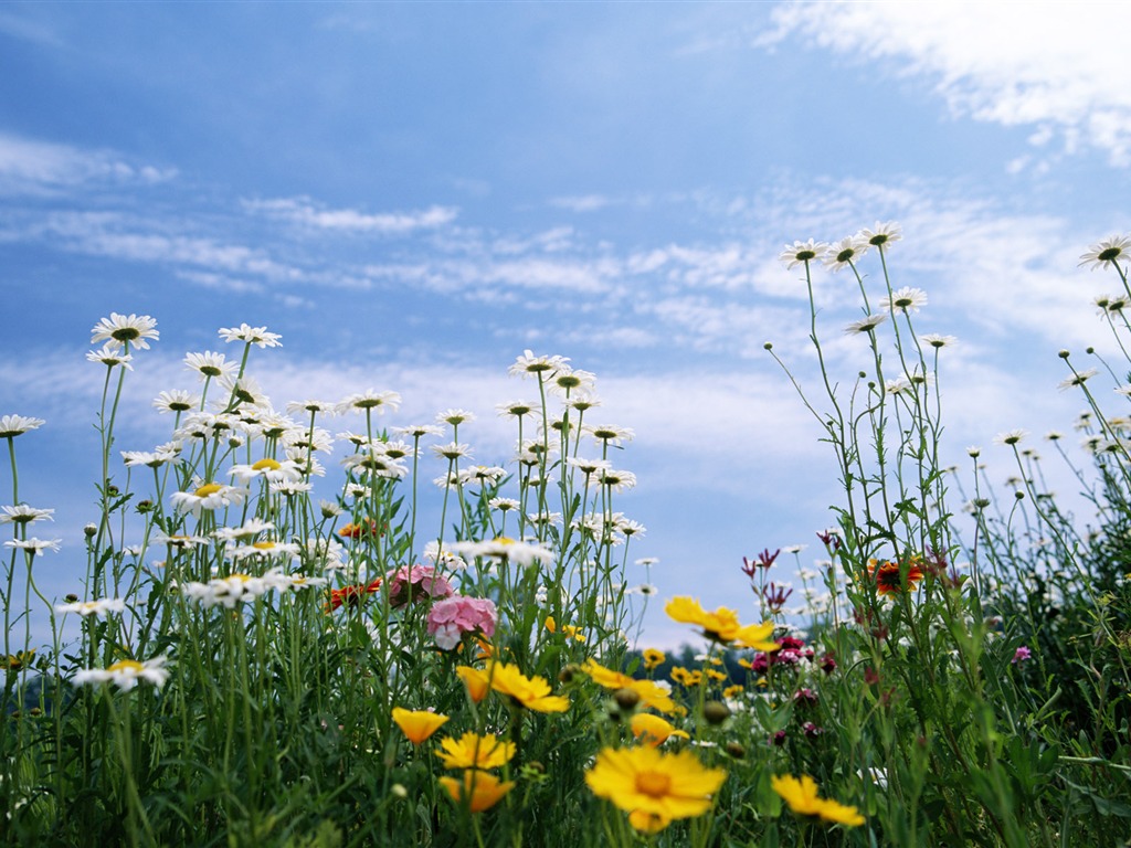 Blauer Himmel, weiße Wolken und Blumen Wallpaper #7 - 1024x768