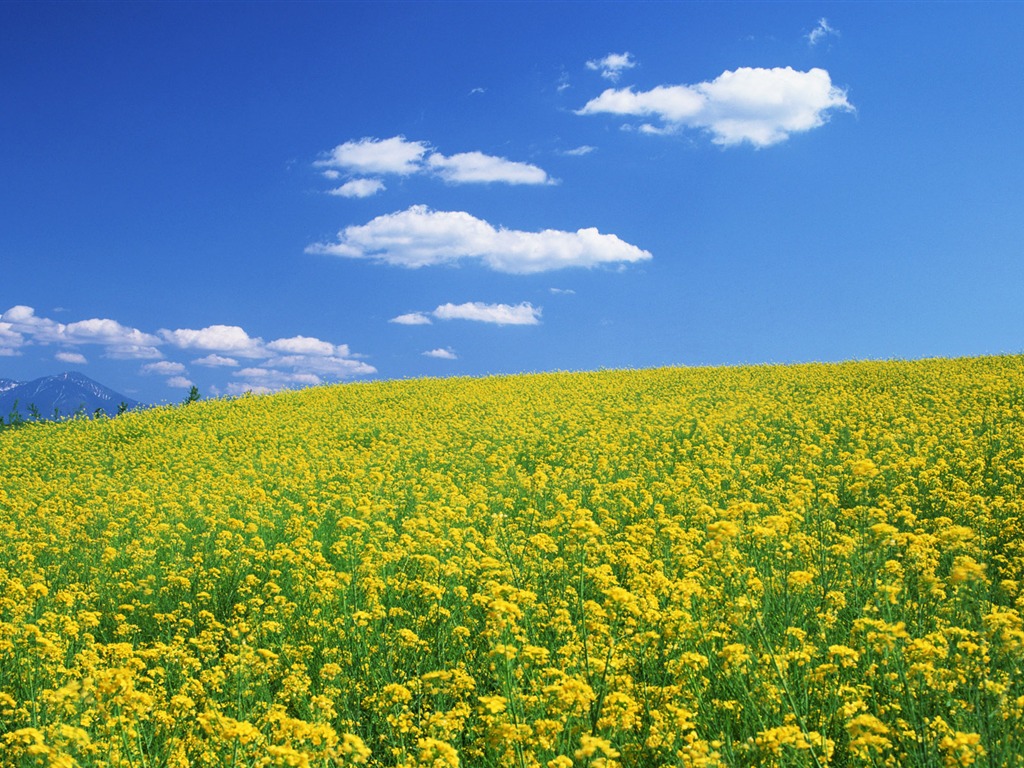 Blauer Himmel, weiße Wolken und Blumen Wallpaper #8 - 1024x768