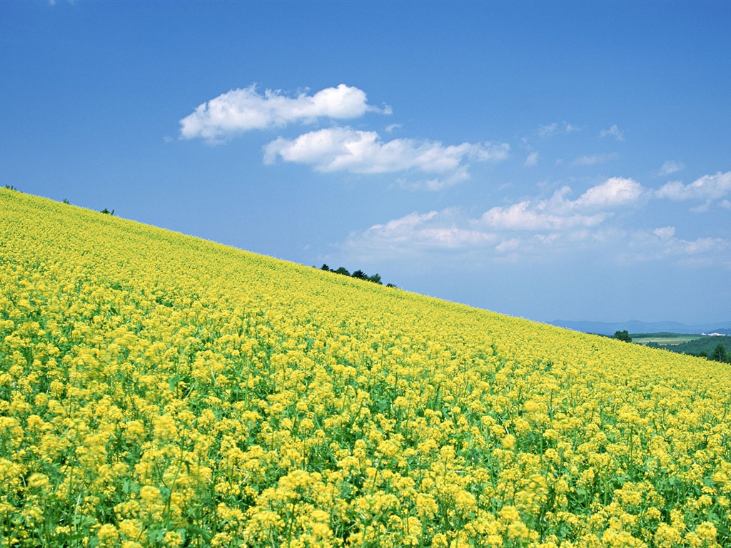 Blauer Himmel, weiße Wolken und Blumen Wallpaper #9 - 1024x768