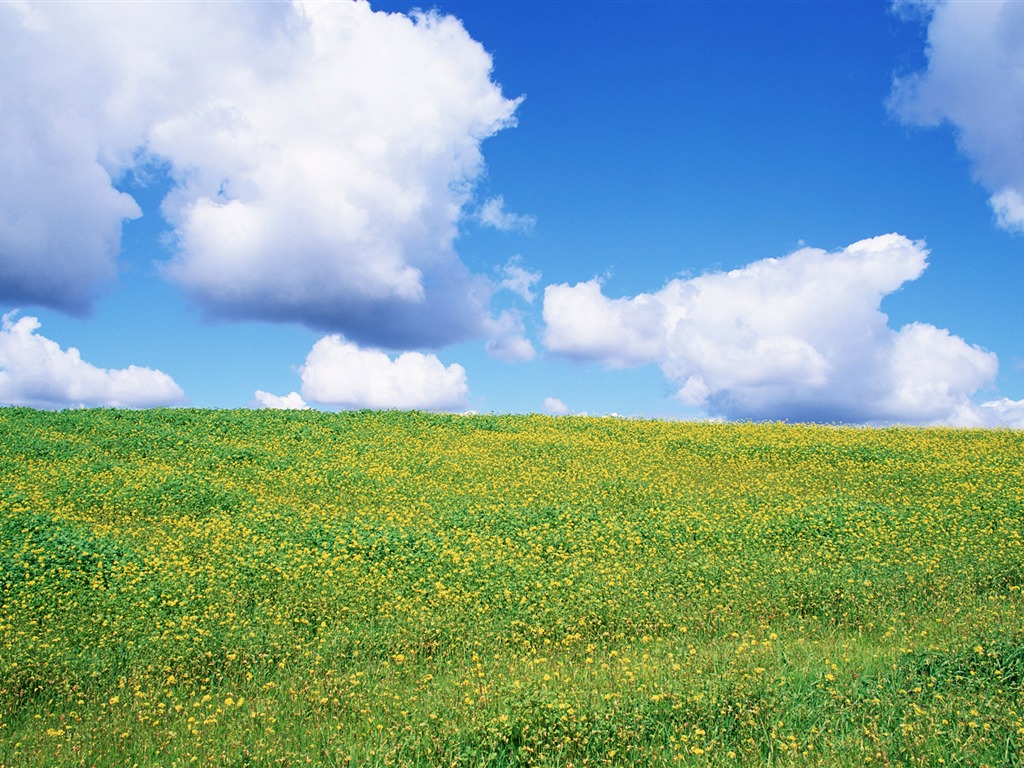Blauer Himmel, weiße Wolken und Blumen Wallpaper #10 - 1024x768