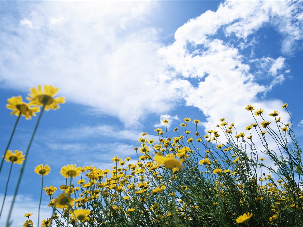 Blauer Himmel, weiße Wolken und Blumen Wallpaper #12 - 1024x768