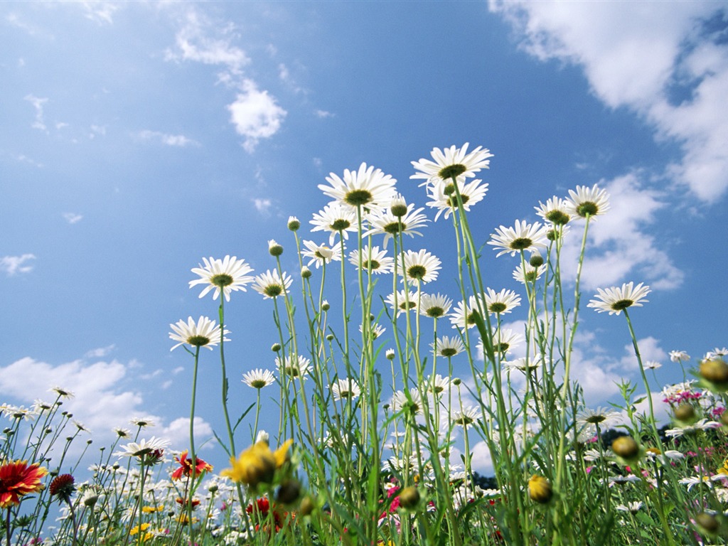 Blauer Himmel, weiße Wolken und Blumen Wallpaper #14 - 1024x768