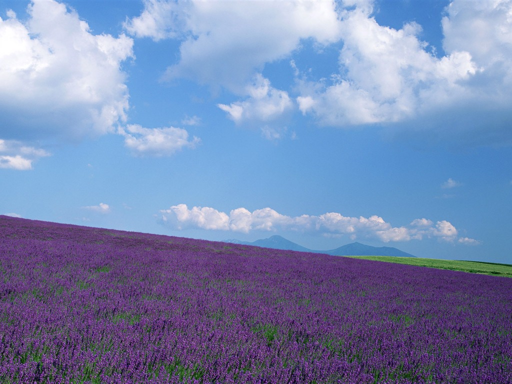 藍天白雲與鮮花壁紙 #16 - 1024x768