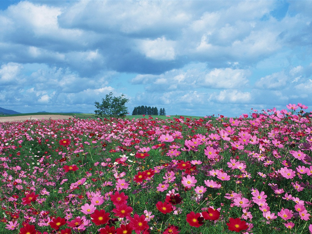 藍天白雲與鮮花壁紙 #18 - 1024x768